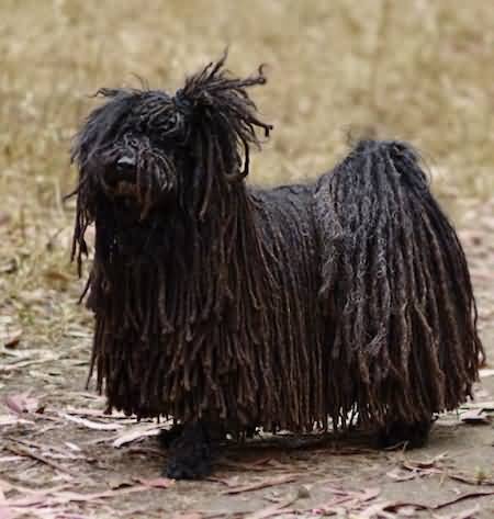 Long Hair Black Puli Dog Picture
