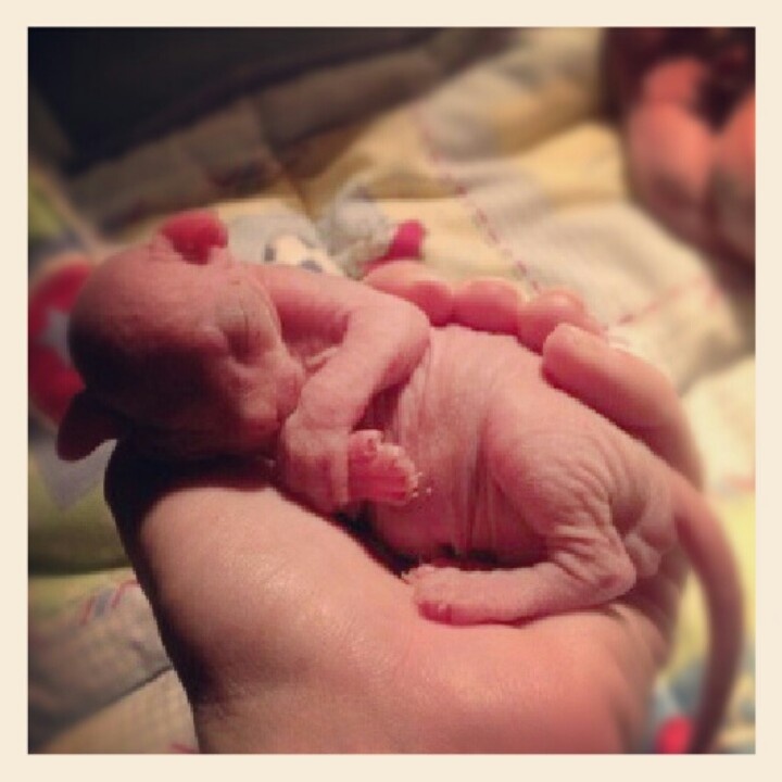 New Born Bambino Kitten On Hand