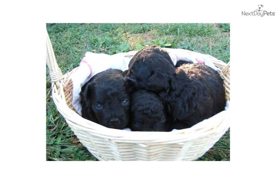 New Born Cute Black Puli Puppies