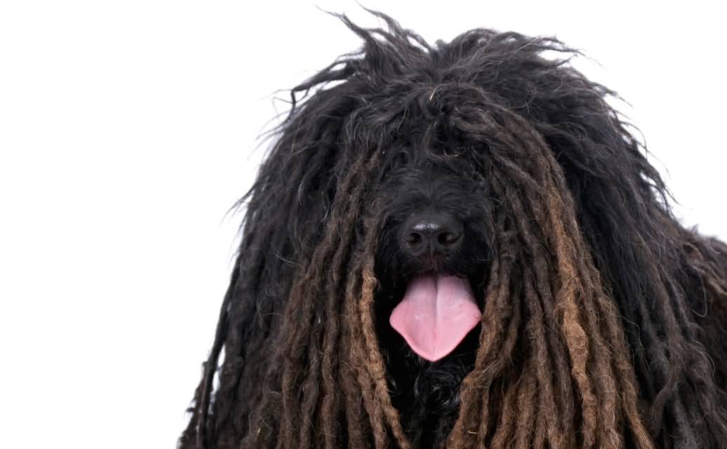 Puli Black Dog Face Picture