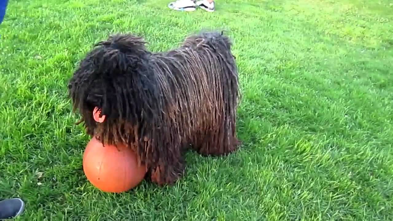 Puli Black Dog With Ball Picture