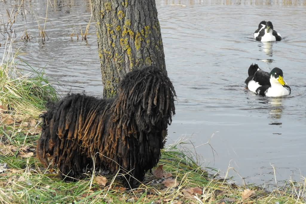 Puli Black Dog With Ducks Picture