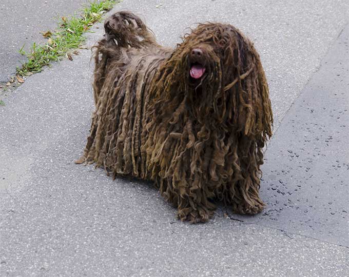 Puli Dog Breed Picture