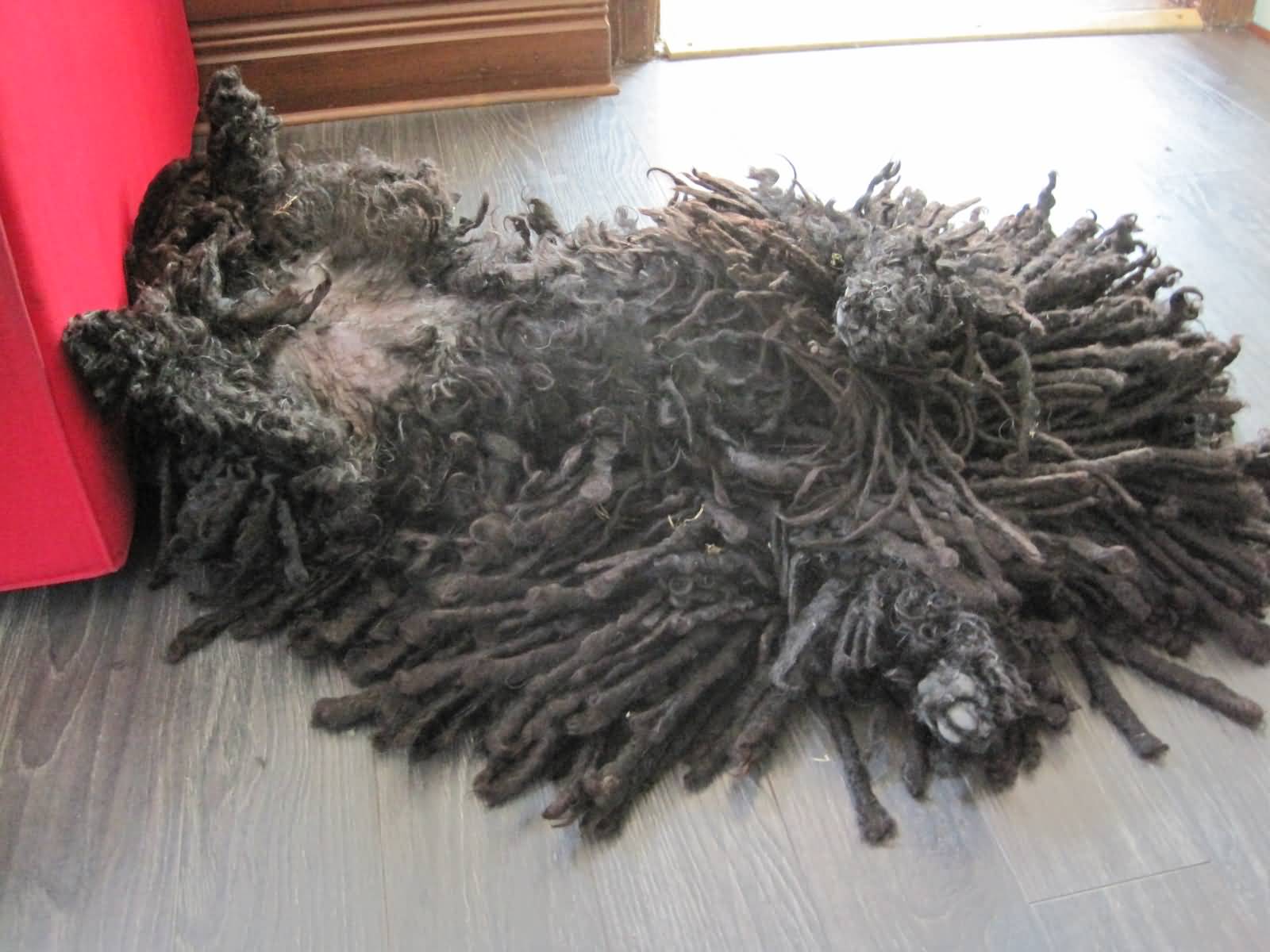 The Black Puli Dog Laying Down Picture