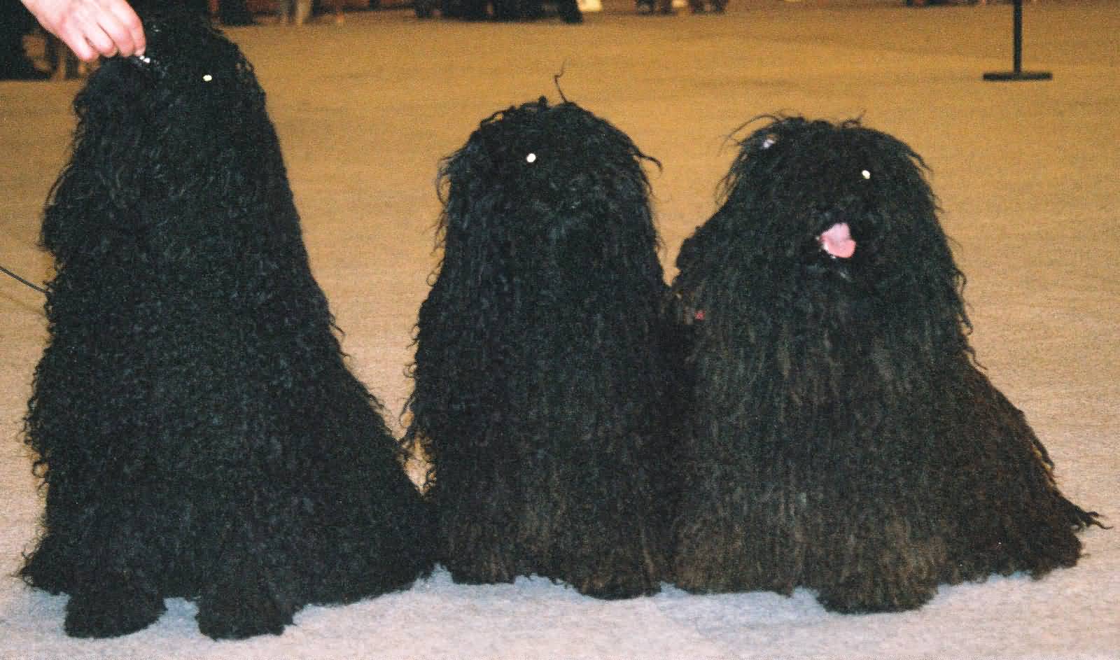 Three Black Puli Dogs Sitting Picture