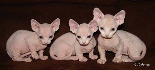Three Cute Little Bambino Kittens Picture