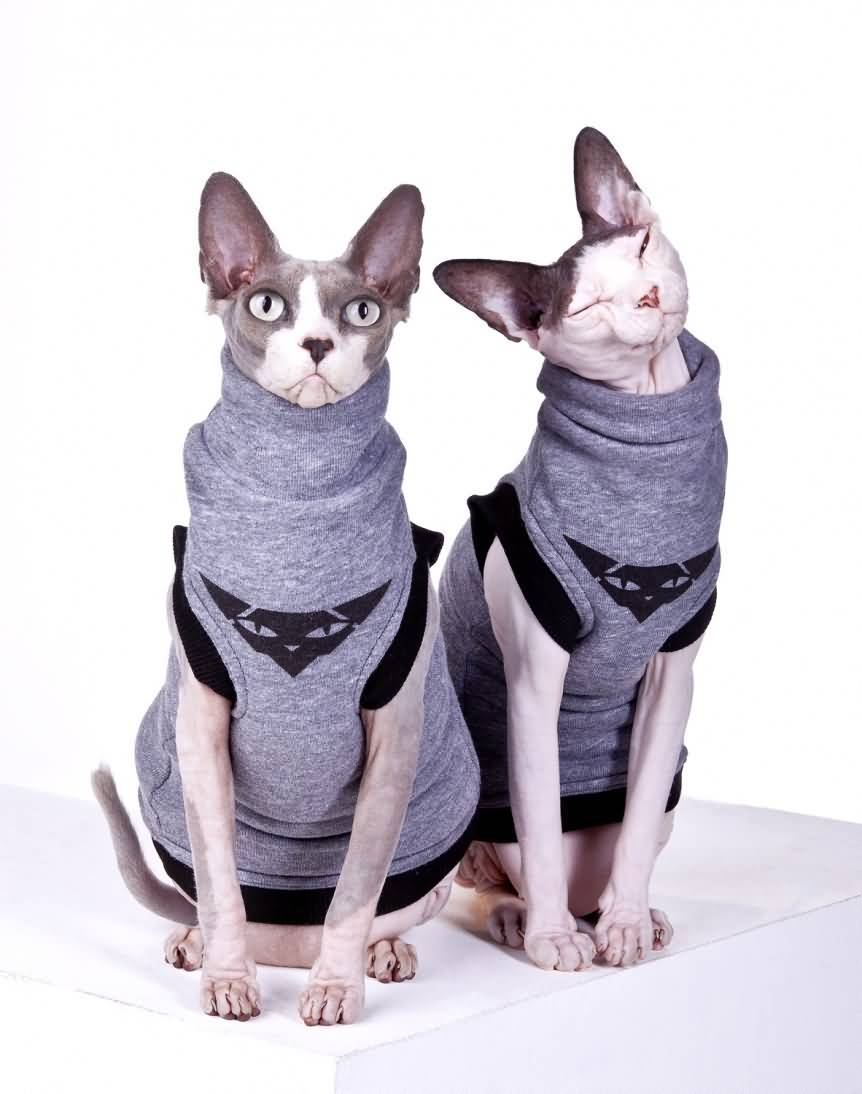 Two Bambino Cats Wearing Sweater Picture