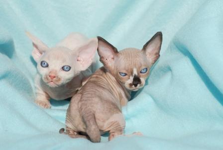 Two Bambino Kittens Picture