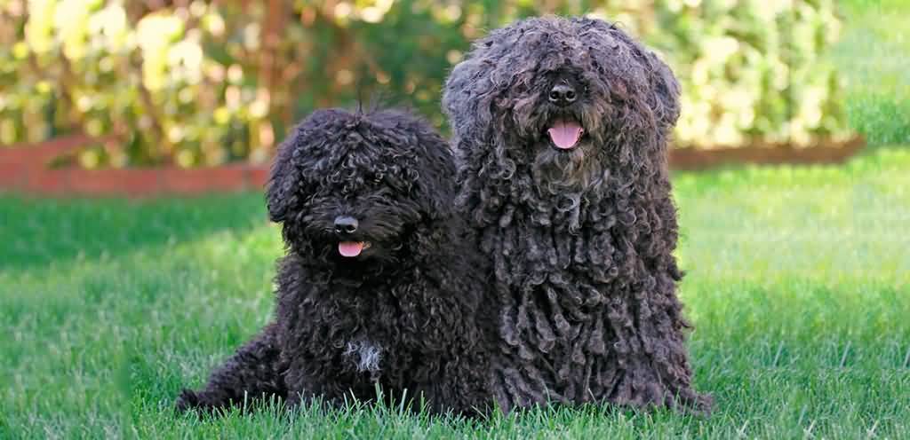 Two Cute Black Puli Puppies Sitting On Green Grass