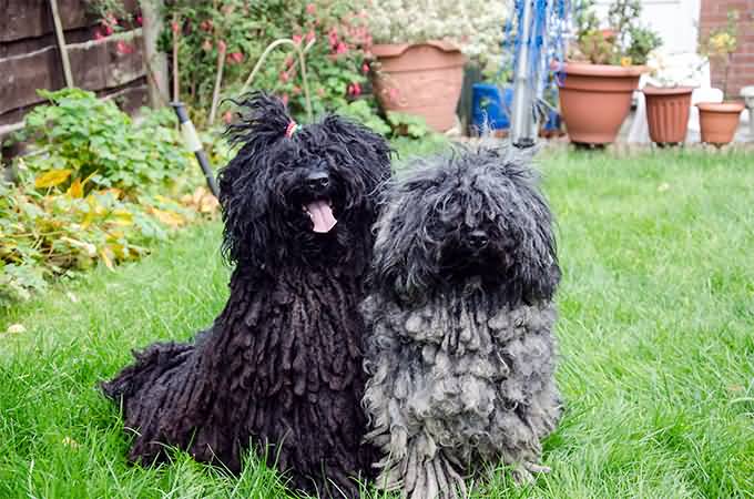 Two Cute Puli Dogs Sitting On Grass