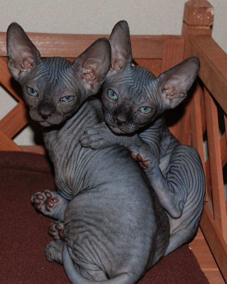 Two Hairless Bambino Kittens Picture