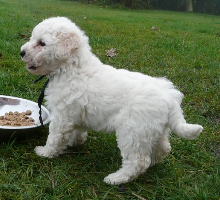 White Little Puli Puppy Eating Pedigree Picture