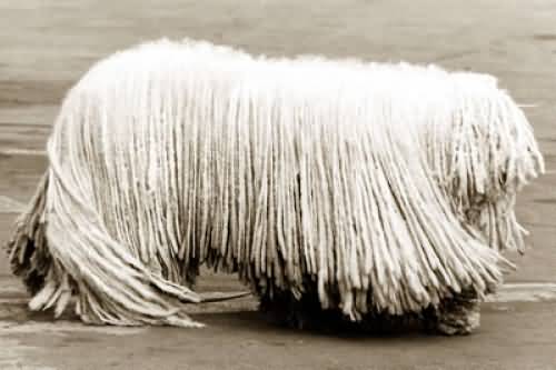 White Long Hair Puli Dog Picture