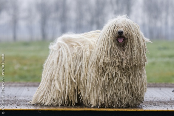 White Long Haired Puli Dog Picture