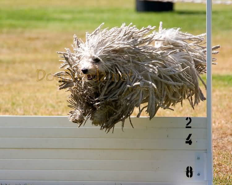 White Puli Dog Jumping Picture