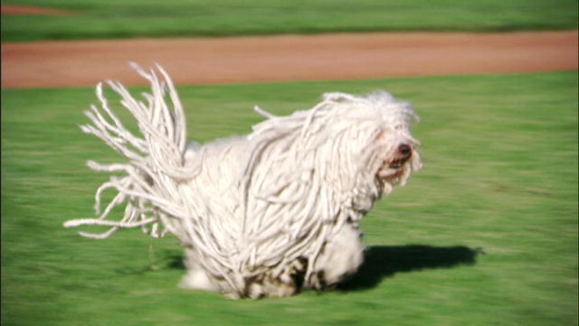 White Puli Dog Running On Grass Picture
