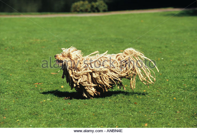 White Puli Dog Running Over Meadow Picture