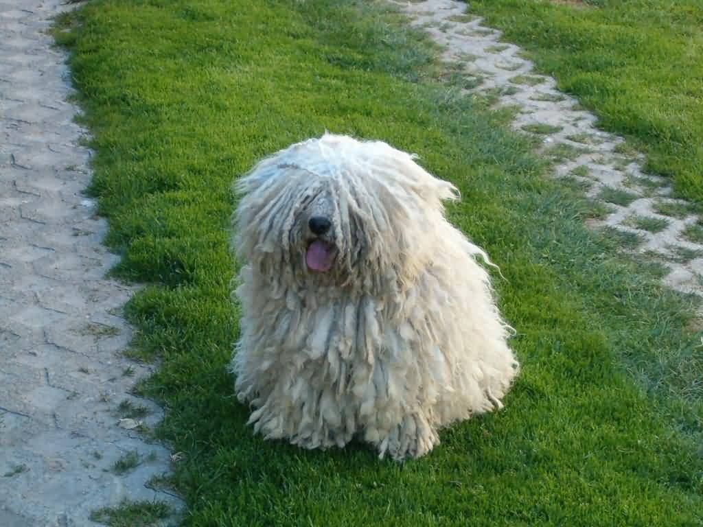 White Puli Dog Sitting On Grass