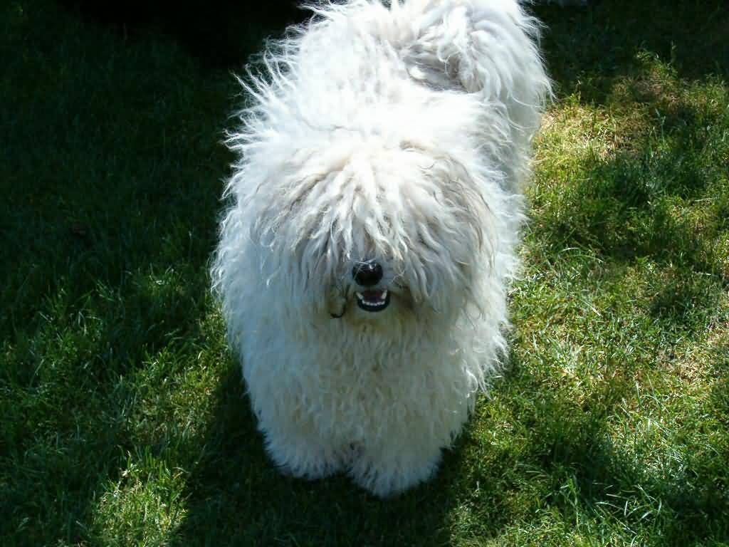 White Puli Puppy Looking Up Picture