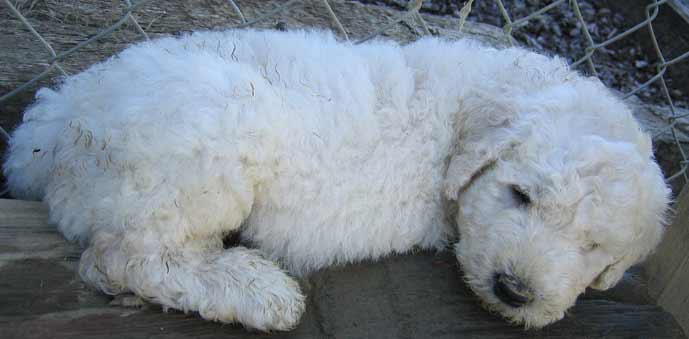 White Puli Puppy Sleeping Picture