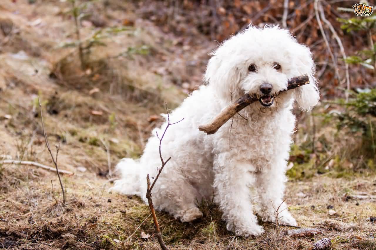 White Puli Puppy With Stick In Mouth