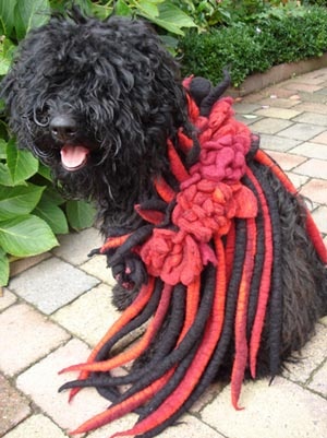 Young Puli Dog Wearing A Hand Felted Scarf