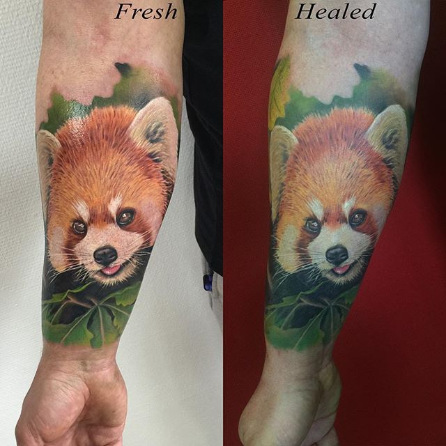Colorful Fresh And Healed Red Panda Tattoo On Arm Sleeve