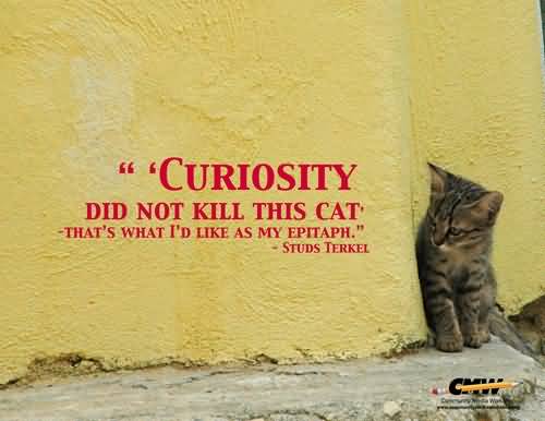 Curiosity never killed this cat ,that's what I'd like as my epitaph - Studs Terkel