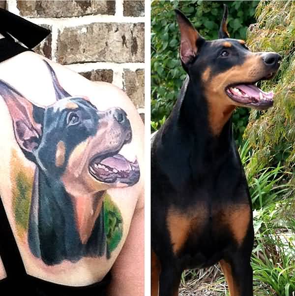 Realistic Doberman Tattoo With Real Doberman Dog