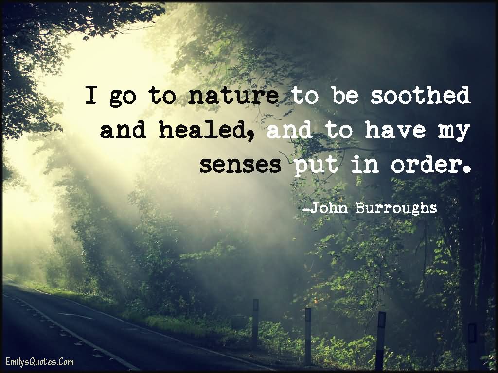 I go to nature to be soothed and healed, and to have my senses put in order. - John Burroughs