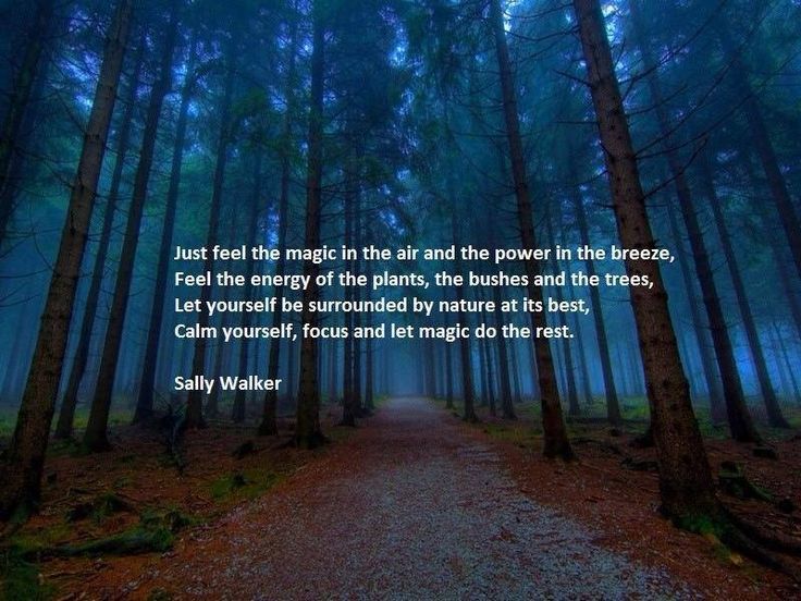 Just feel the magic in the air and the power in the breeze, feel the energy of the plants, the bushes and the trees, let....  - Sally Walker