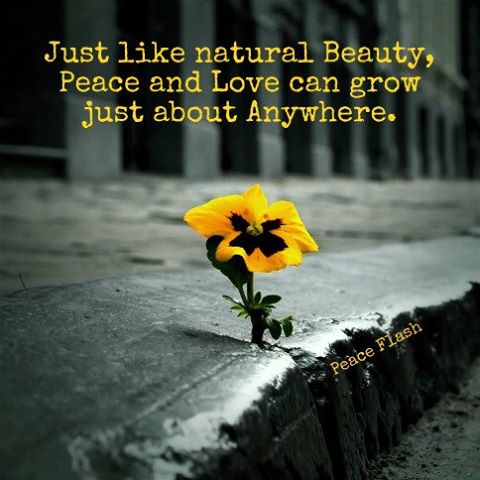 Just Like Natural Beauty Peace And Love Can Grow Just About Anywhere