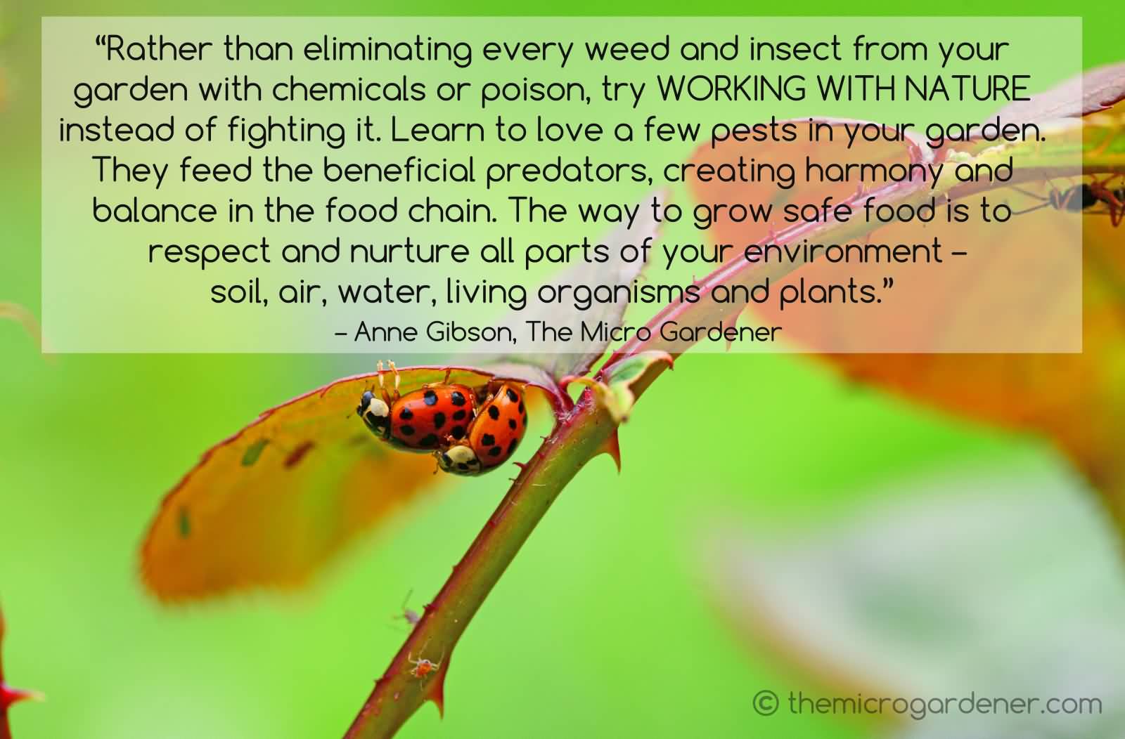 Rather than eliminating every weed and insect from your garden with chemicals or poison, try working with nature instead of fighting it.... - Anne Gibson, The Micro Gardener