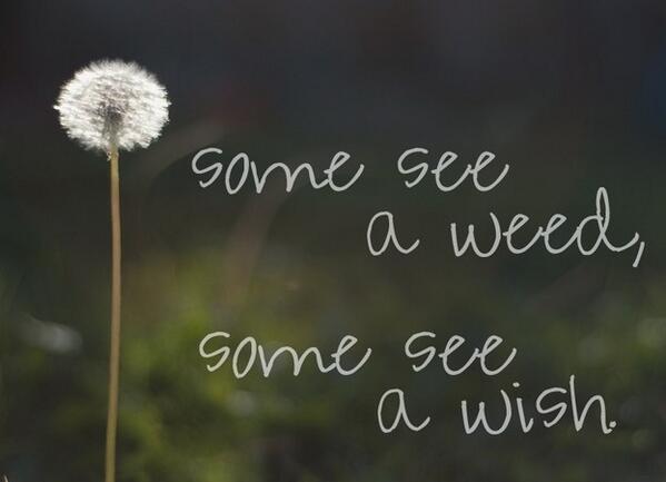 Some see a weed, some see a wish.