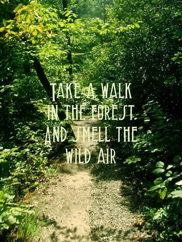 Take a walk in the forest and smell the wild air.