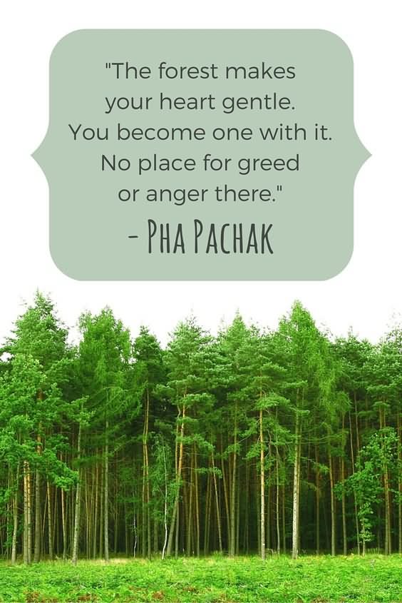 The forest makes your heart gentle. You become one with it... No place for greed or anger there - Pha Pachak (2)