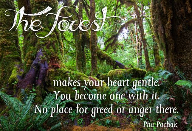 The forest makes your heart gentle. You become one with it... No place for greed or anger there - Pha Pachak