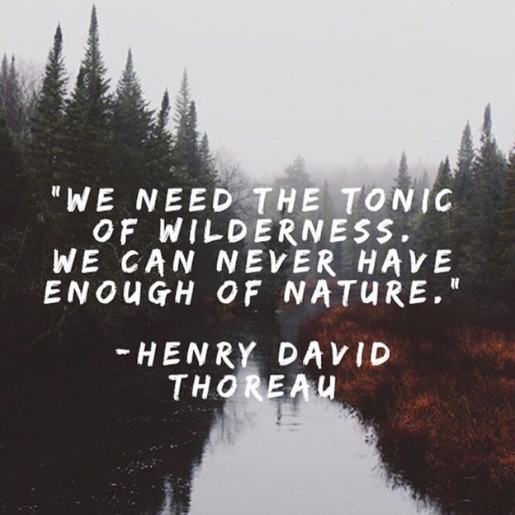 We need the tonic of wilderness. We can never have enough of nature. - Henry David Thoreau