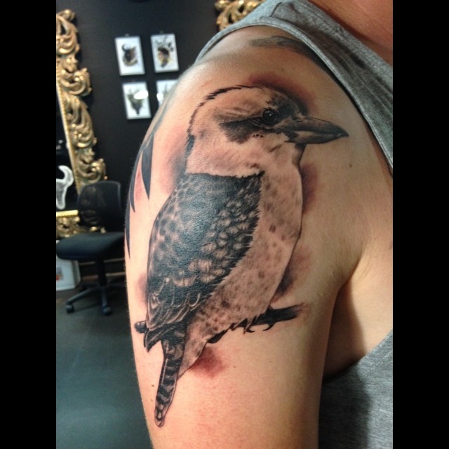 Black And Grey Kookaburra Tattoo On Right Shoulder