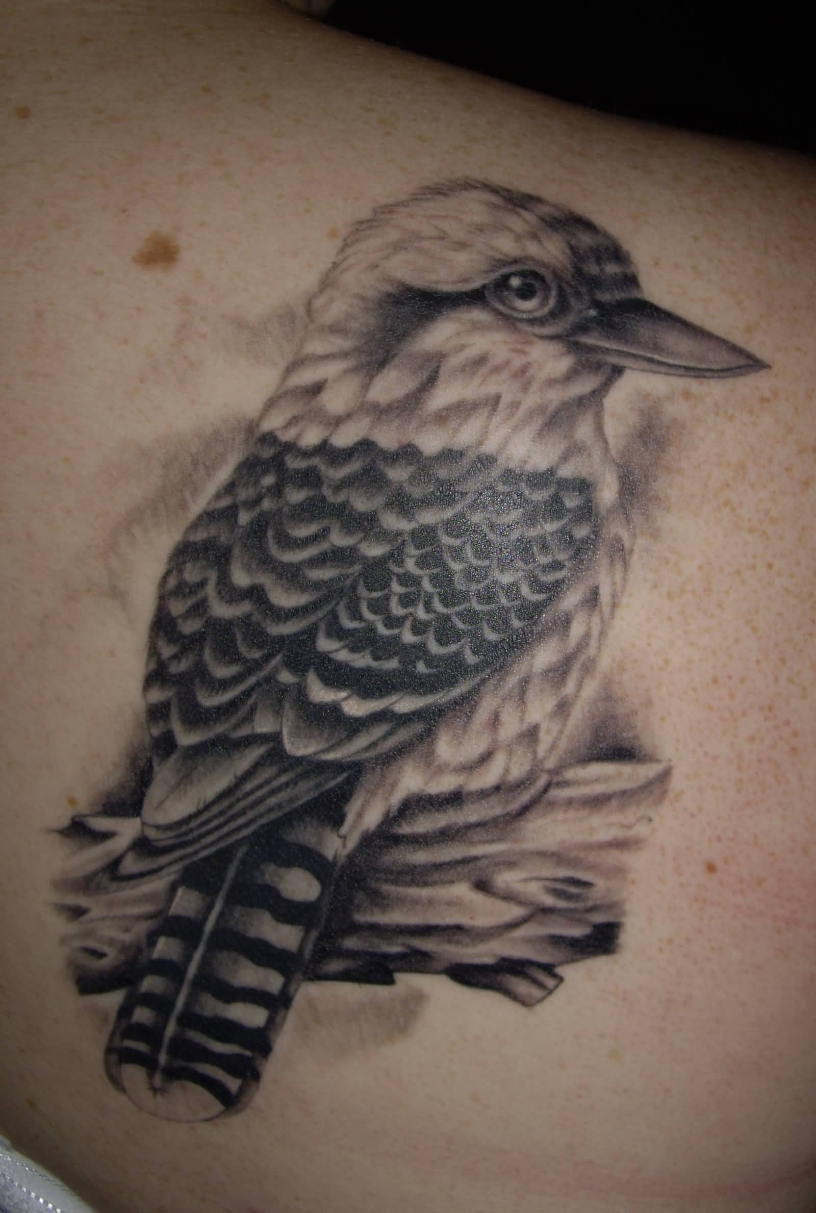 Black And White Realistic Kookaburra Tattoo