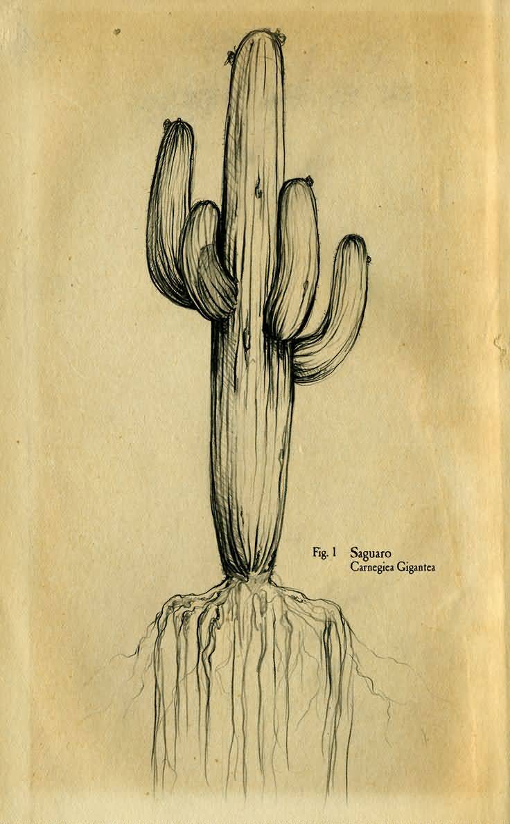 Nice Saguaro Cactus Tattoo Design