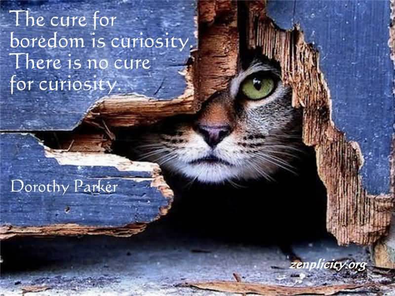 The cure for boredom is curiosity. There is no cure for curiosity - Dorothy Parker