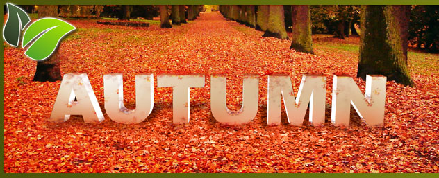Autumn Wishes Facebook Cover Picture