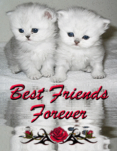 Best Friends Forever Winking Kitten Looking At Water Animated Picture