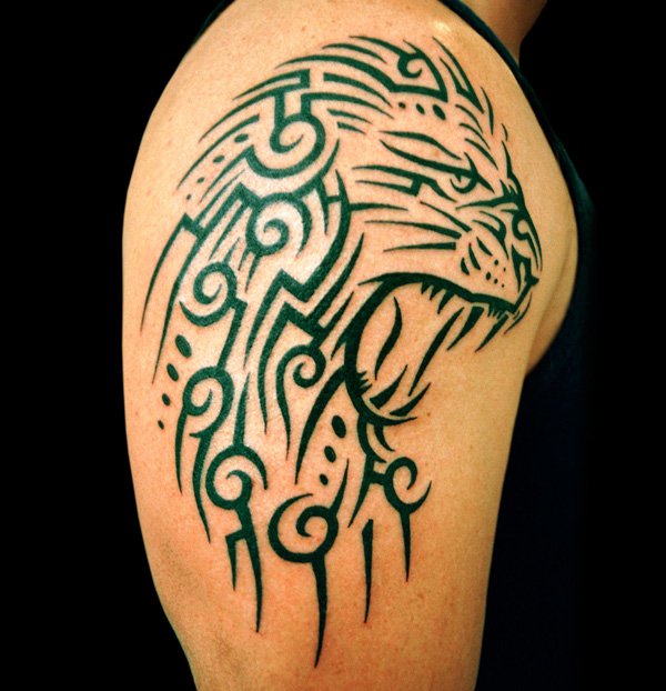 Cool Tribal Angry Lion Head Tattoo On Right Shoulder