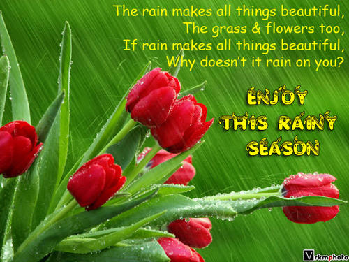 Enjoy The Rainy Season Red Tulip Flowers Picture