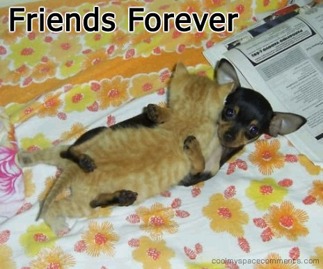 Friends Forever Kitten And Puppy Hugging Each Other Picture