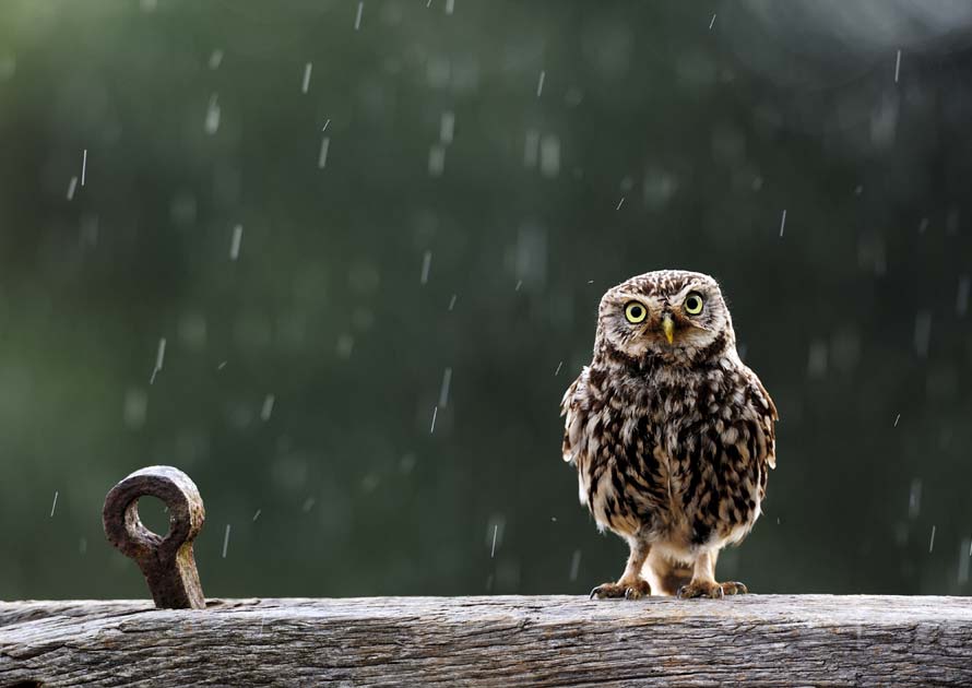 Happy Rainy Day Owl Enjoying Raining Picture