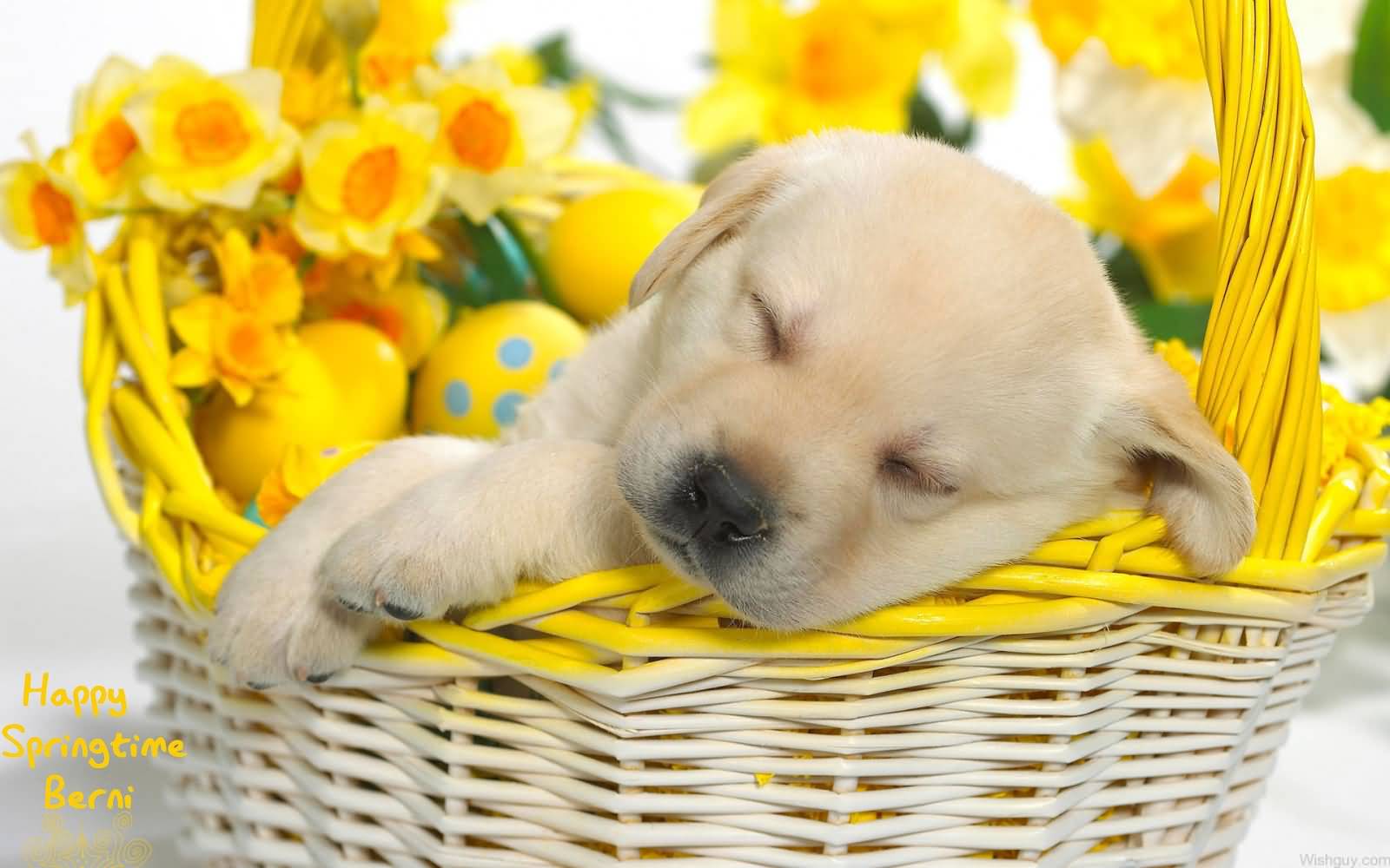 Happy Spring Time Cute Puppy Sleeping In Basket