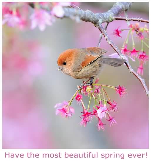 Have The Most Beautiful Spring Cute Bird Picture